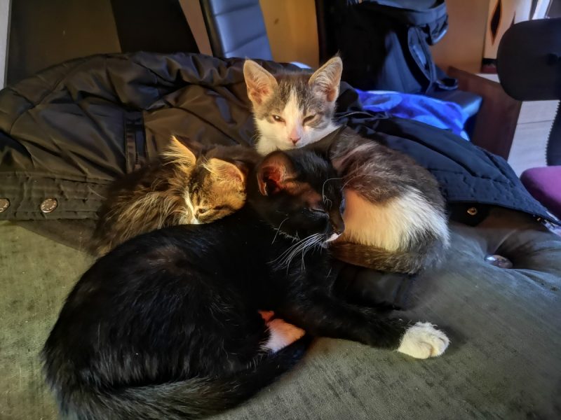 kittens on the bed
