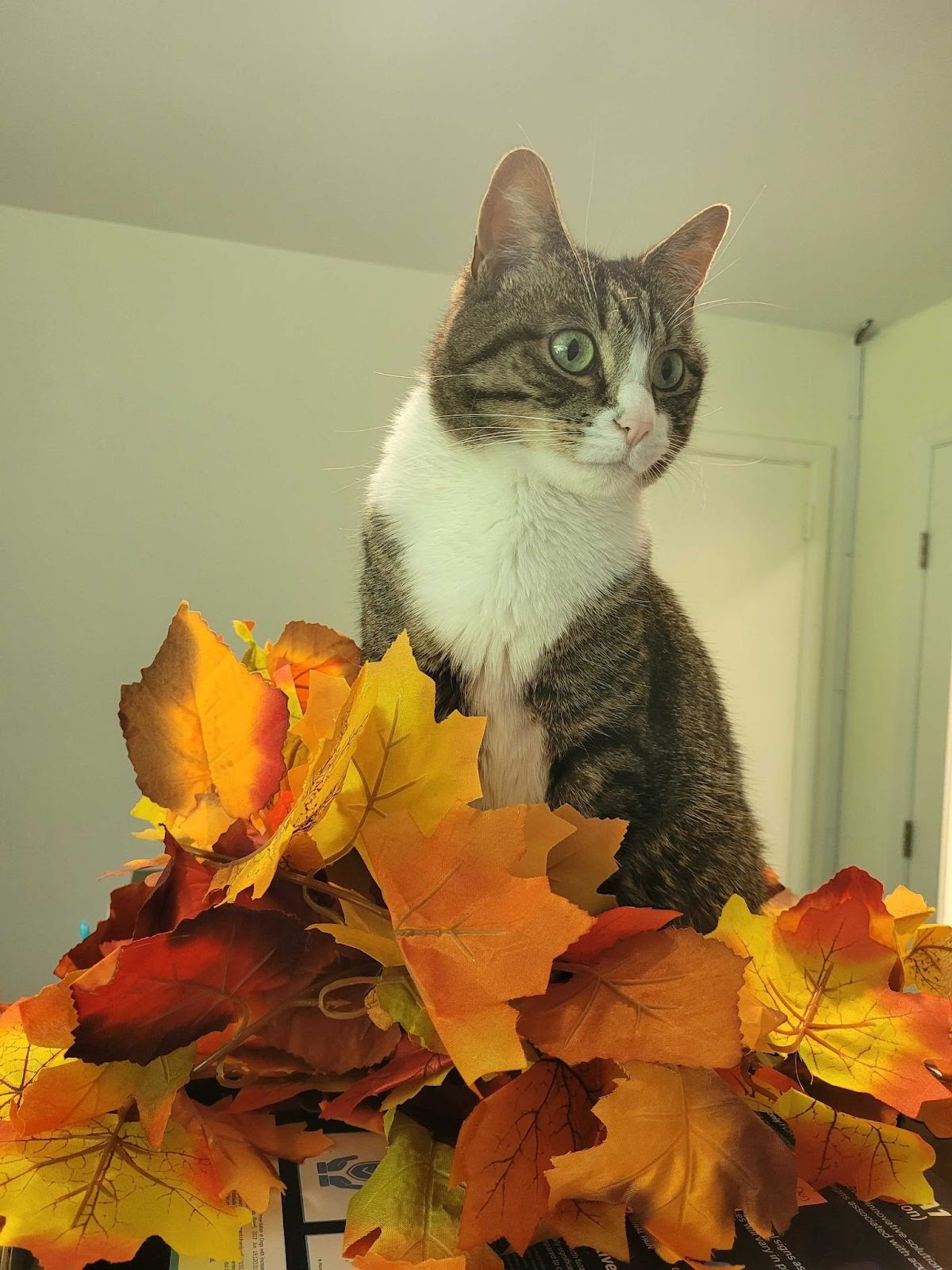 office cat emily