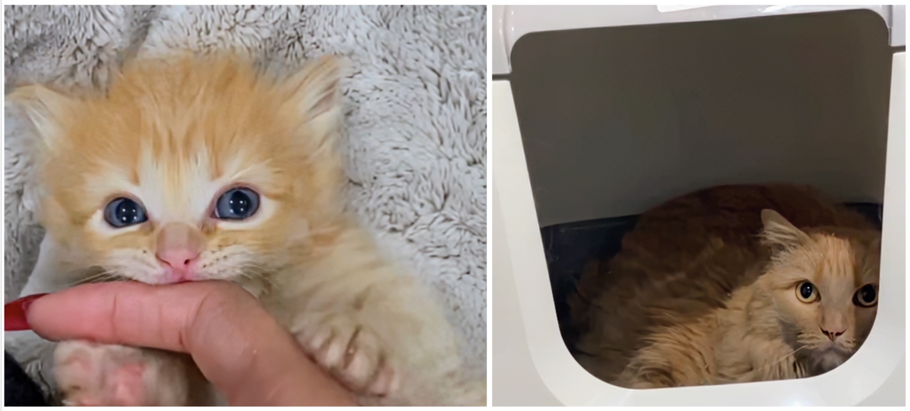 Bonzo as a kitten and just after being rescued