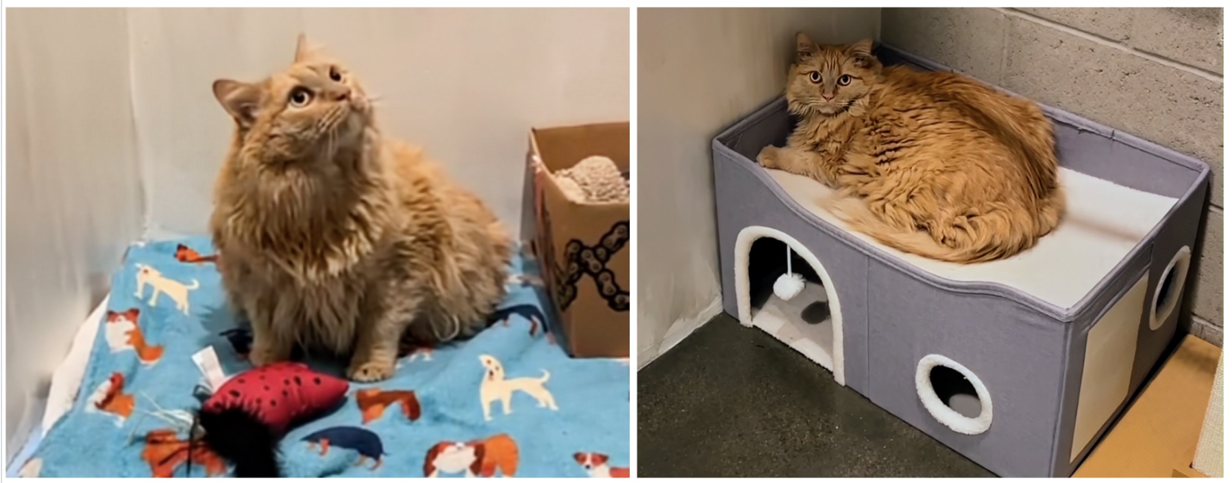 Bonzo making progress: day 2 and day 11