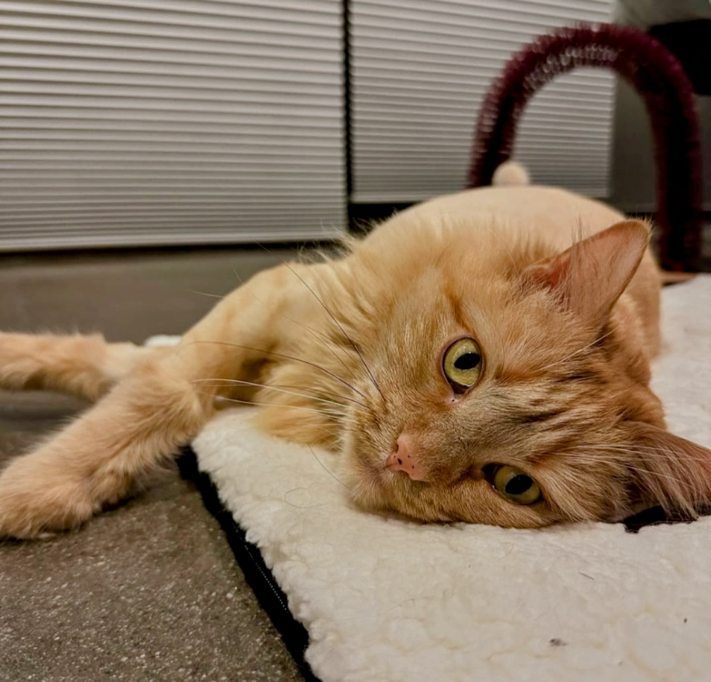 Bonzo ready for a forever home