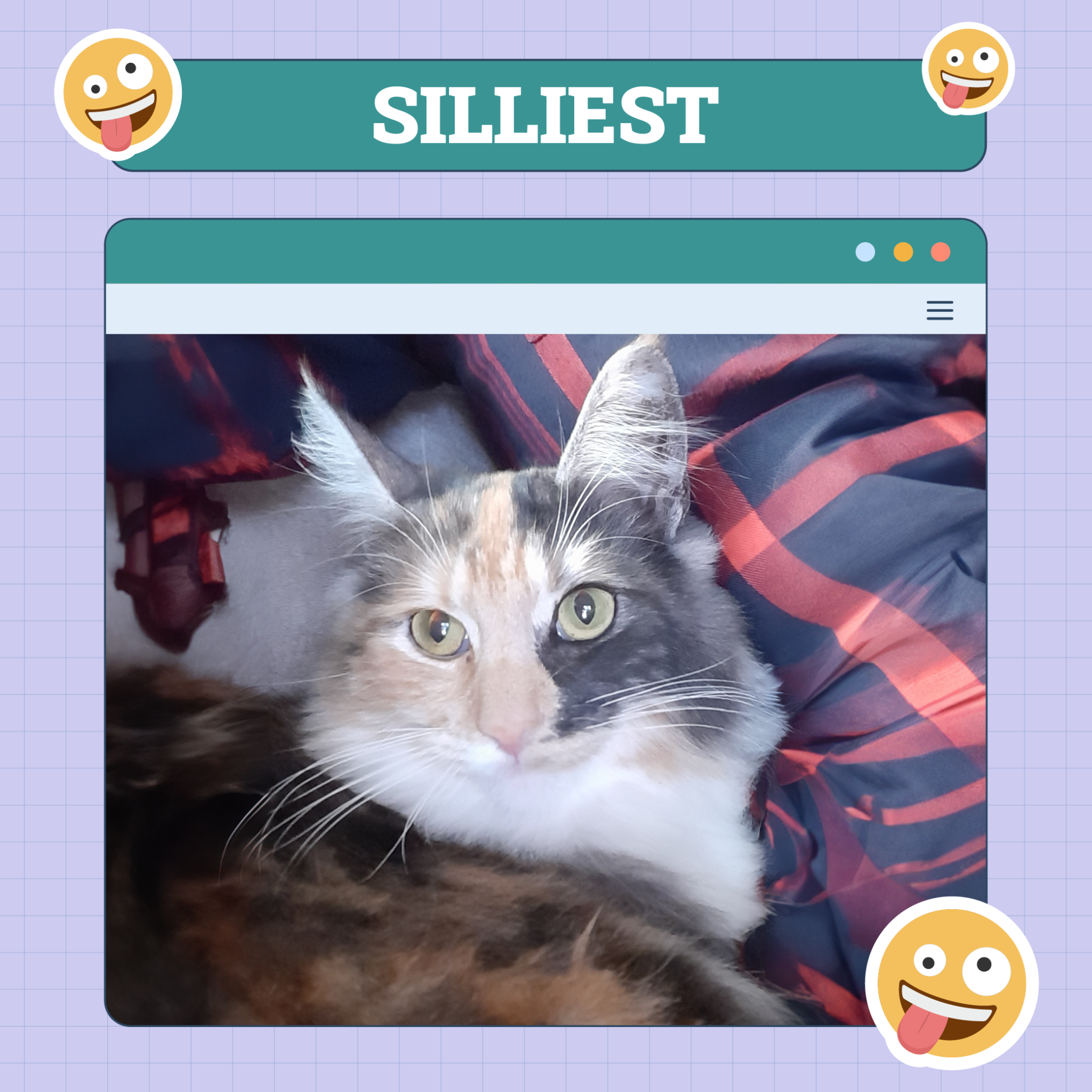 Cat Silliest