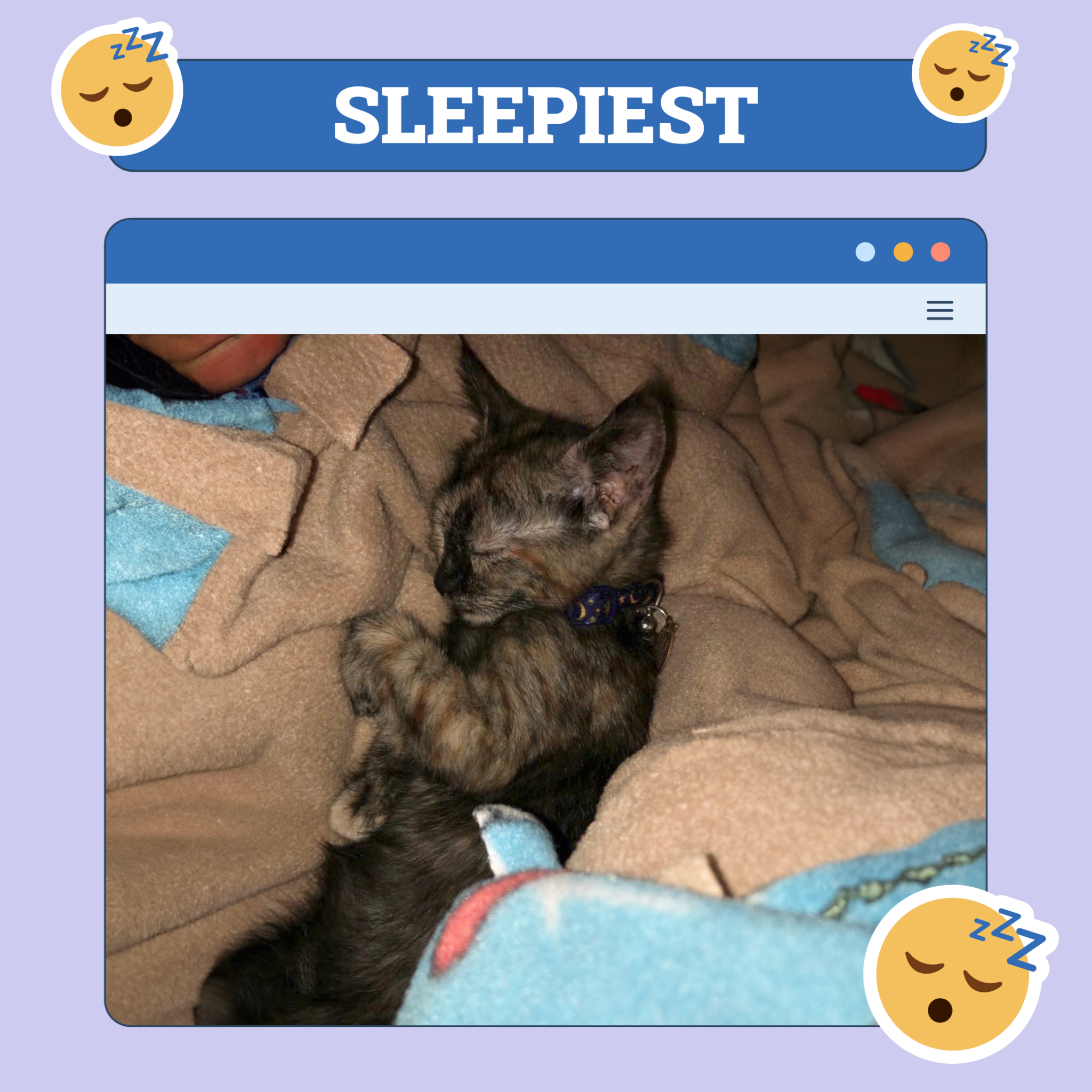 Cat Sleepiest