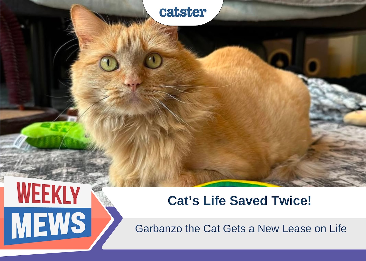 Cat's Life Saved Twice: Garbanzo Gets a New Lease on Life (with Video)