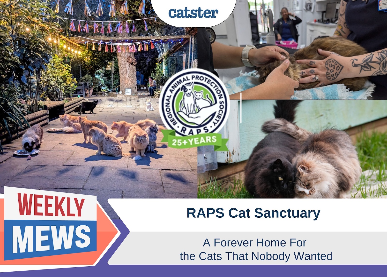 RAPS Cat Sanctuary - A Forever Home For the Cats No One Wanted (with Video)