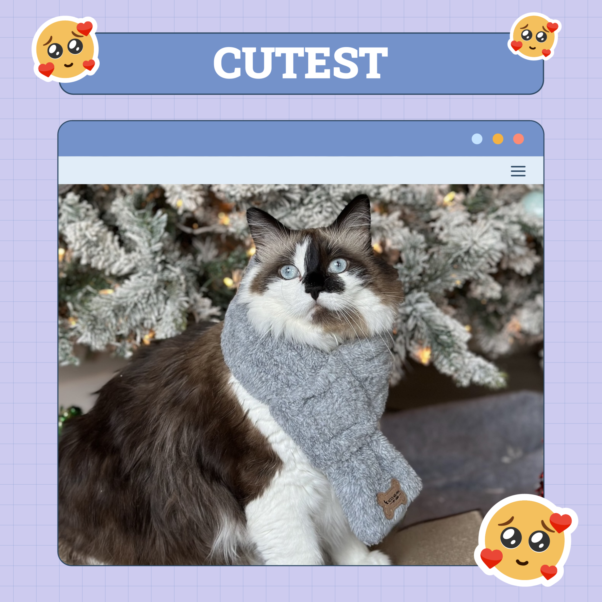 Cutest Cat
