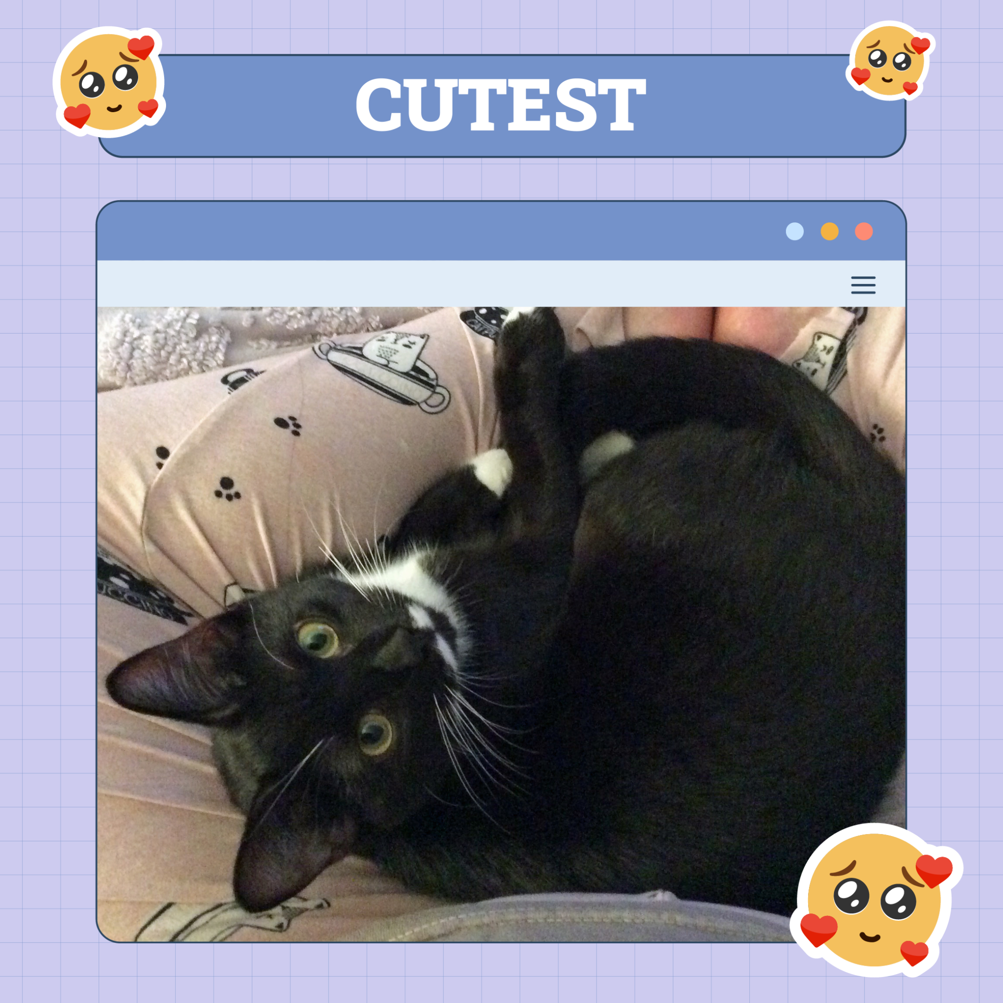 Cutest Cat