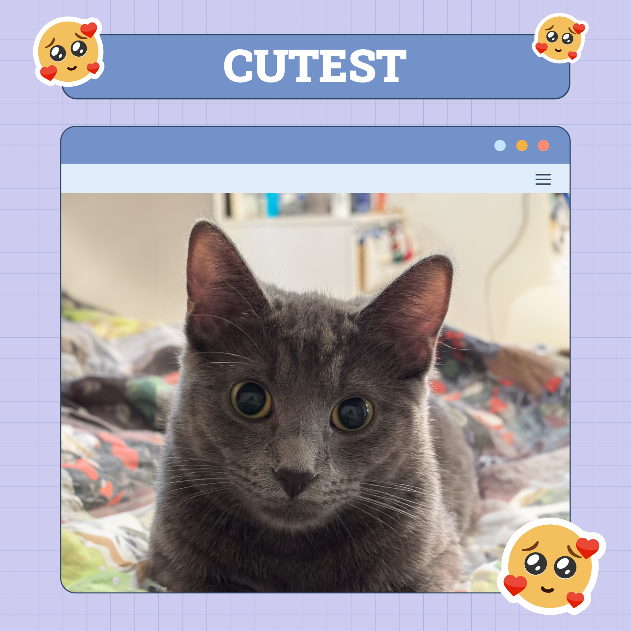 Cutest Cat