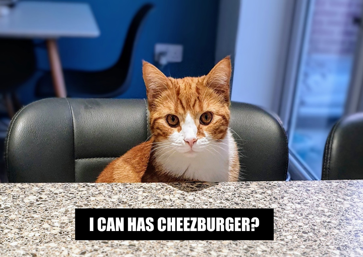 The Meme-ing of Life: Dr Karyn's Cats Recreate Their Favorite Memes