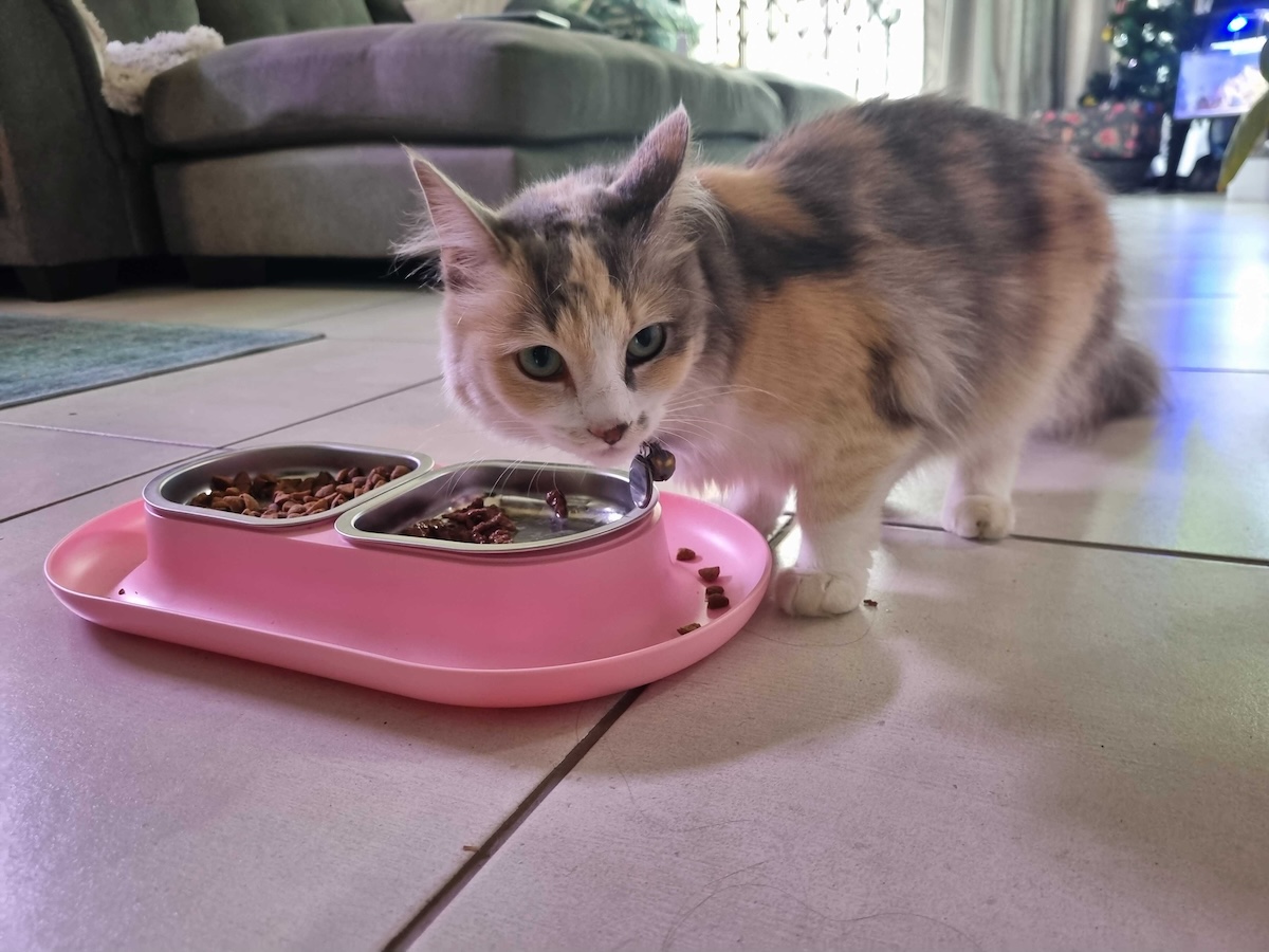 Ivy eating out of her pink food bowl