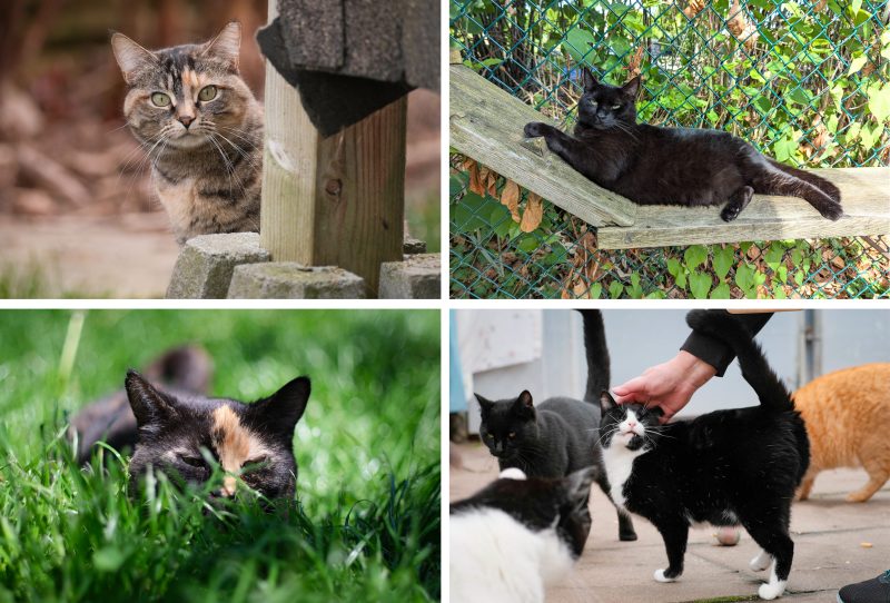 Just a few of the many feline faces of RAPS