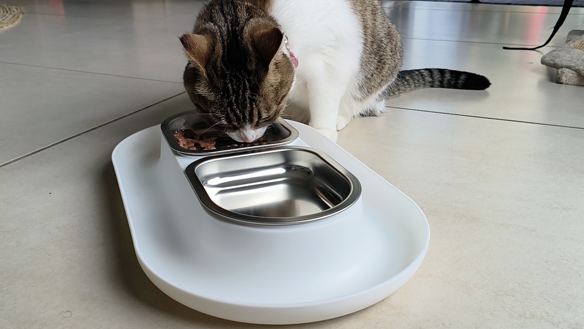 Milly eating from her Hepper bowl
