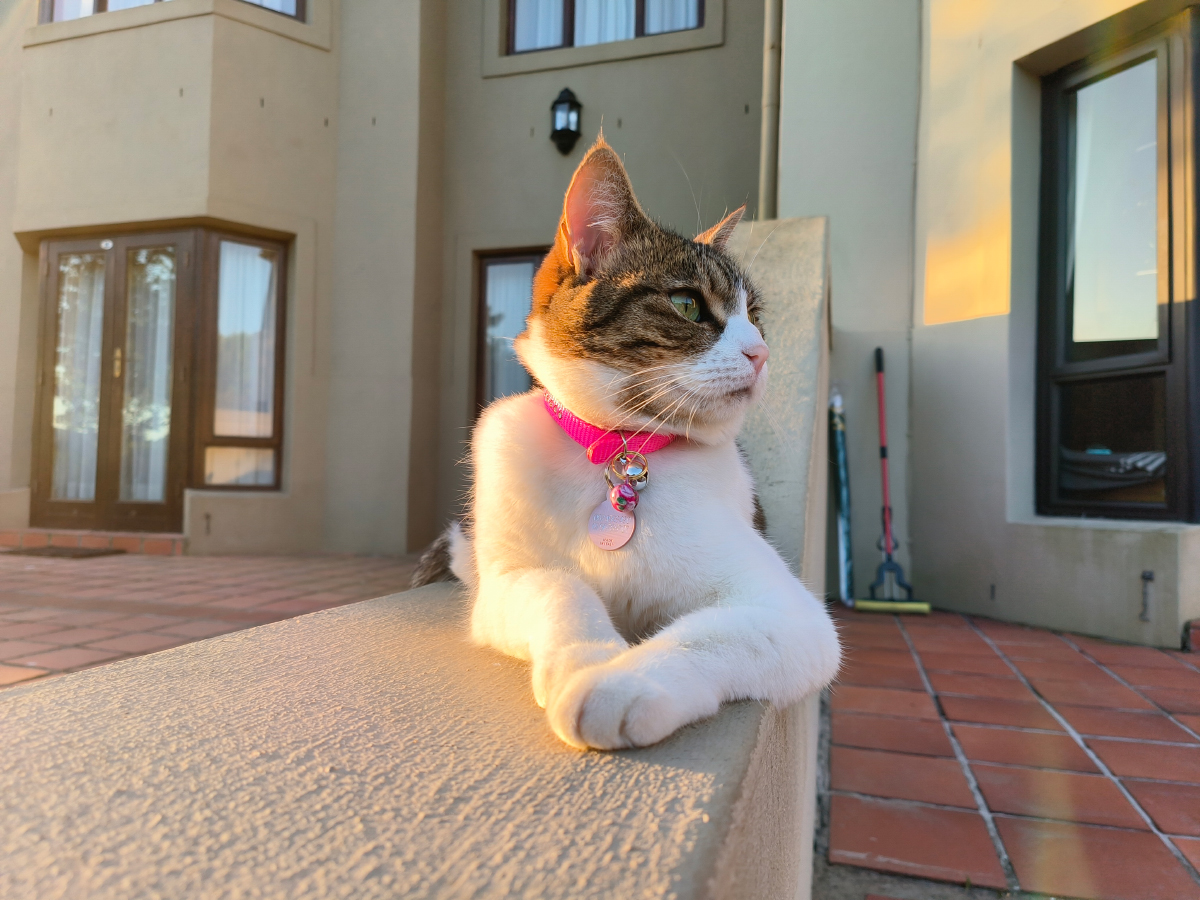 Golf Course Cats: Keeping Up With Milly (Part One)