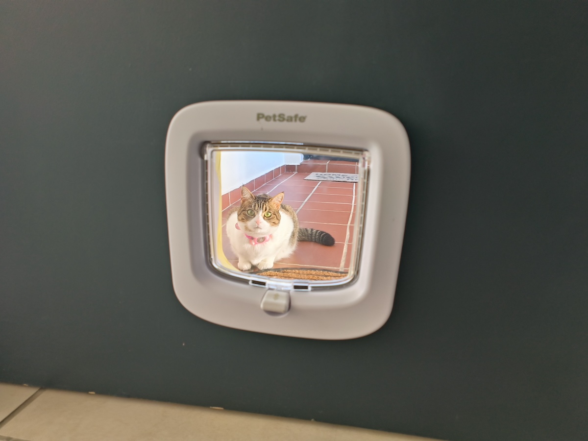 Milly outside the cat door