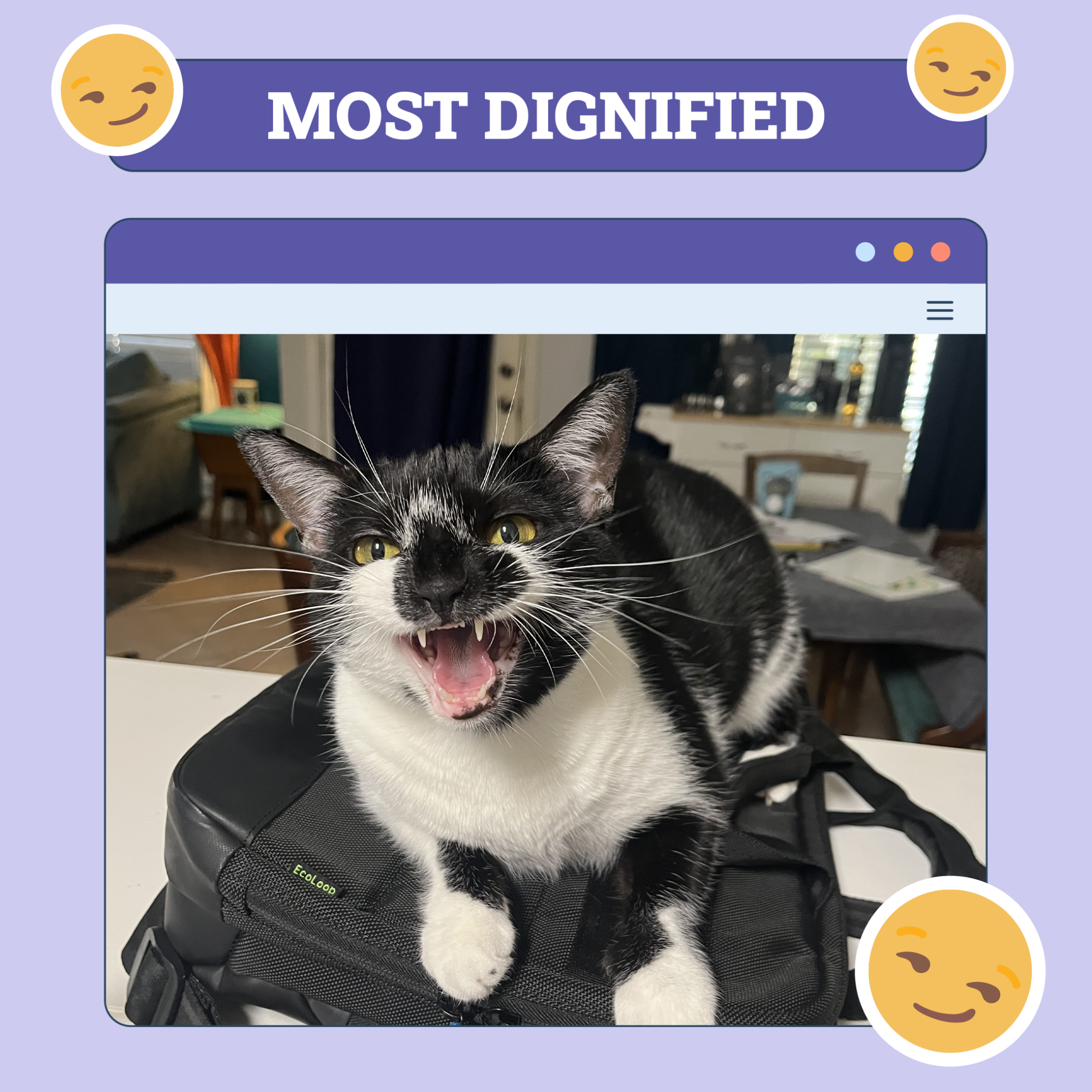 Most Dignified Cat