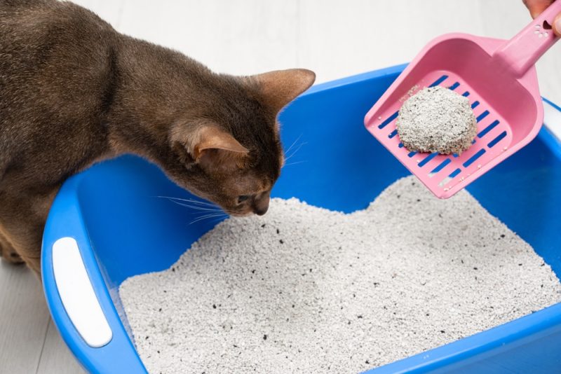 Owner cleaning the litter box. Cat sniffing.