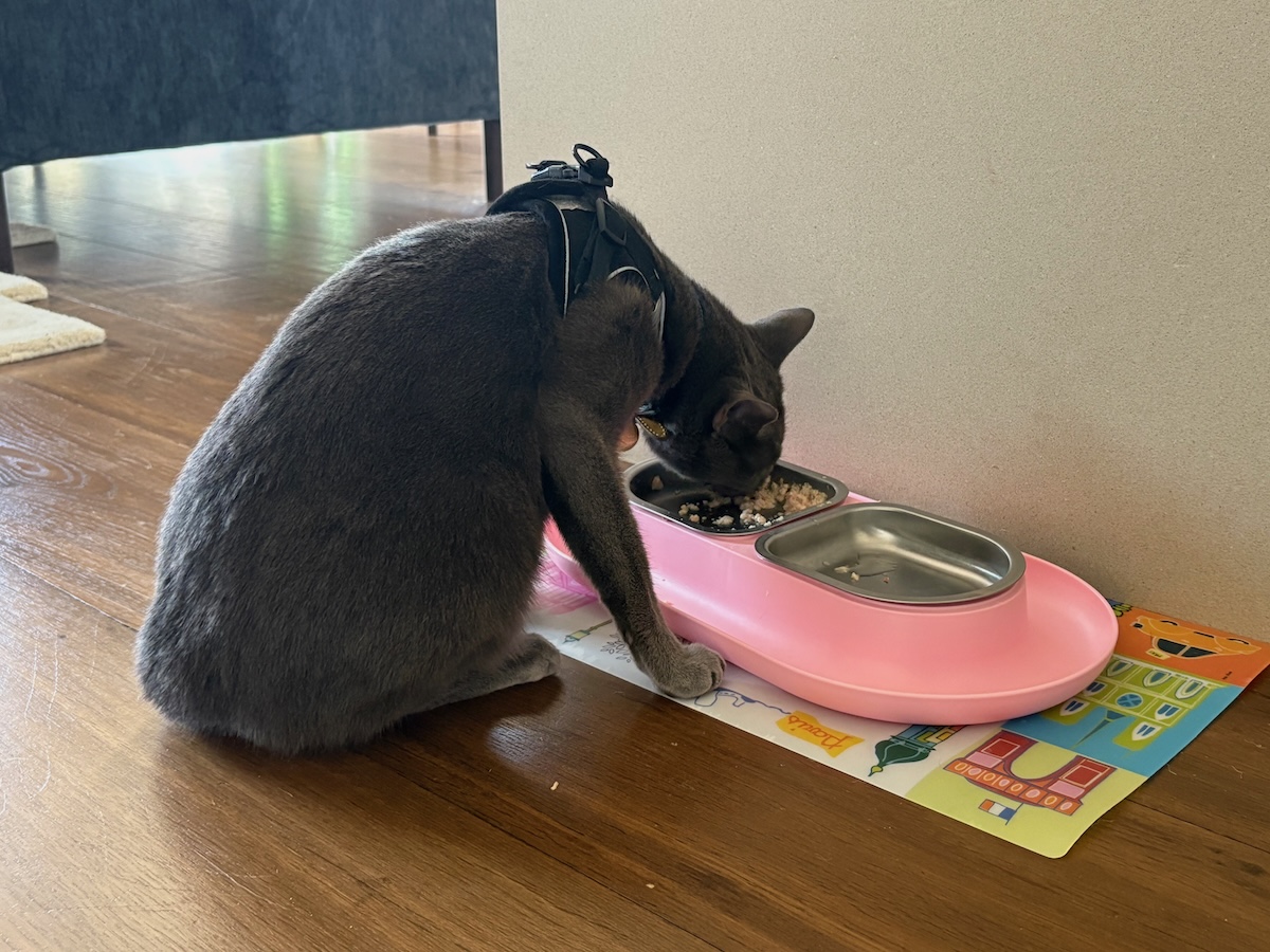 Raphael eating out of his pink Hepper bowl