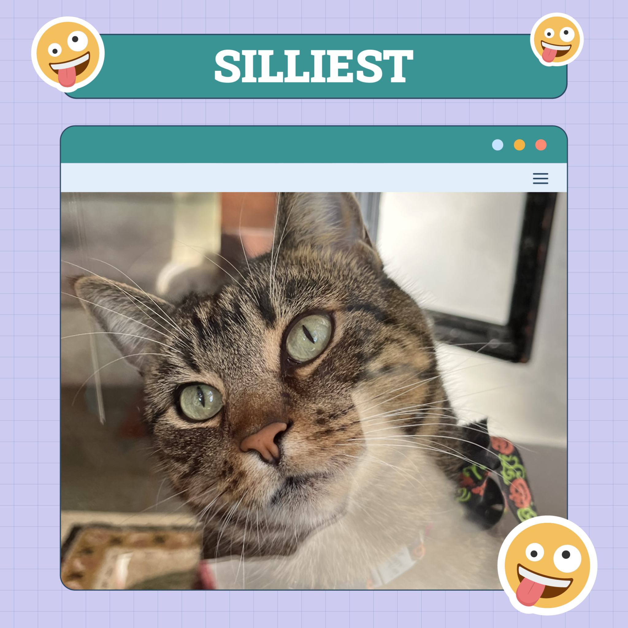 Silliest Cat