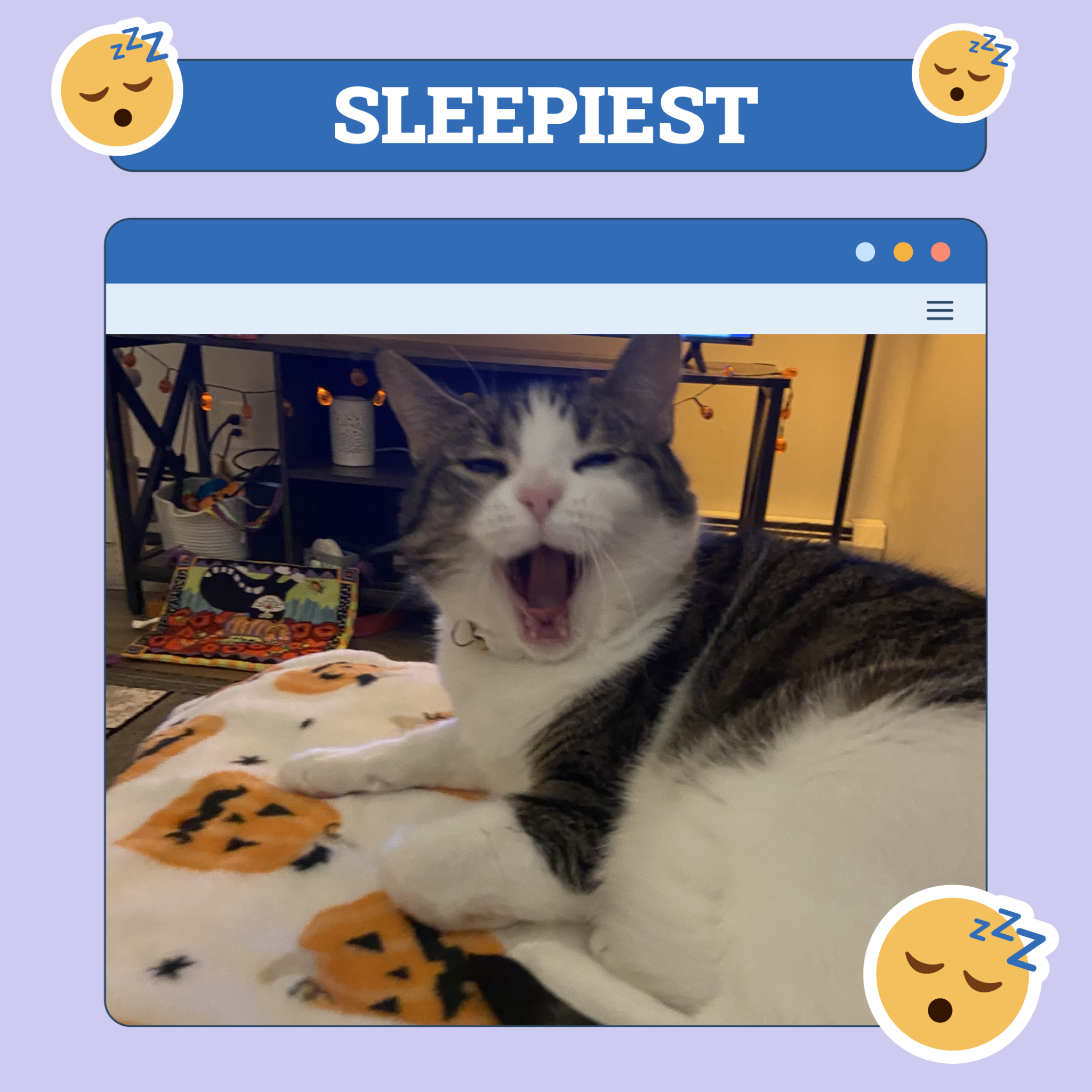 Sleepiest Cat