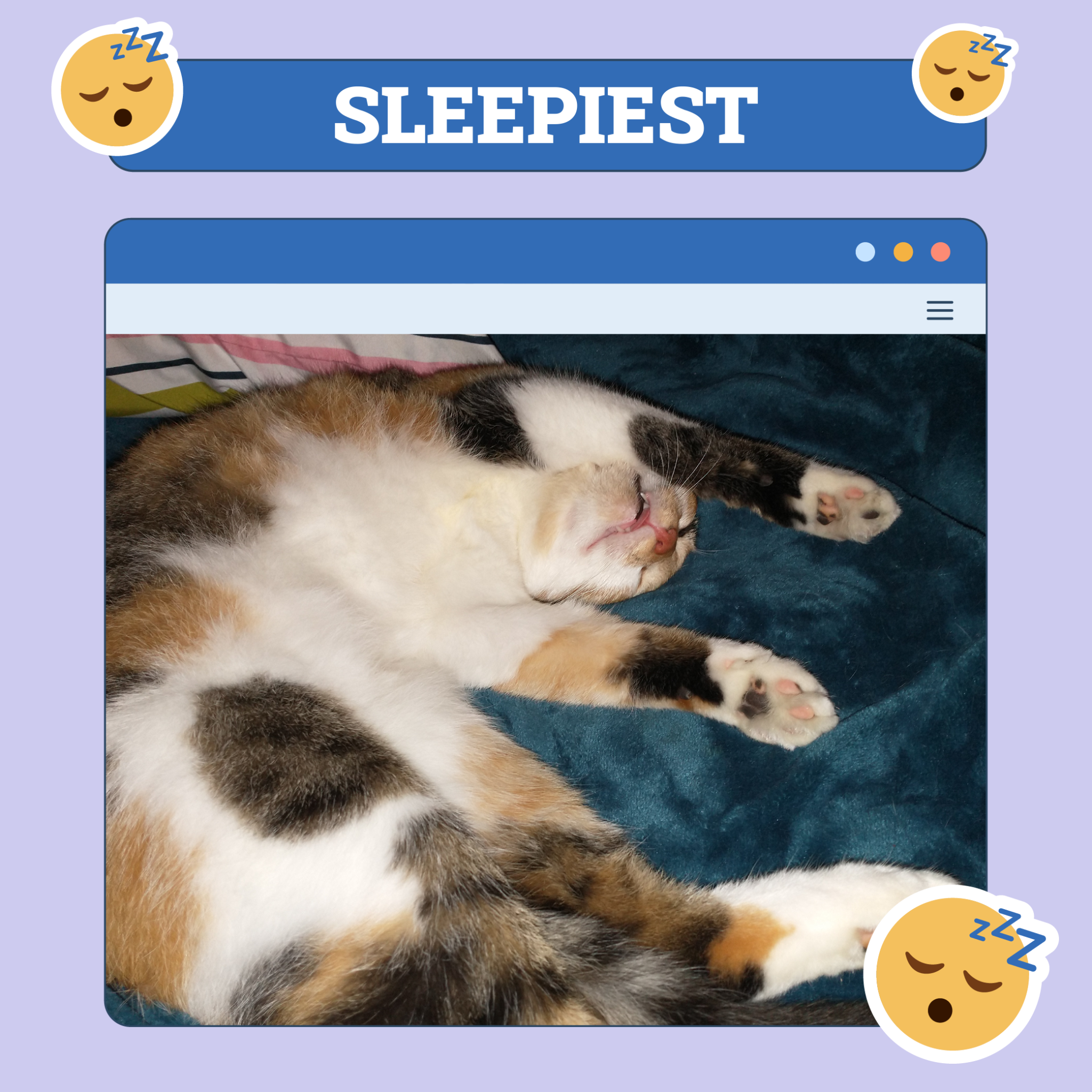 Sleepiest Cat