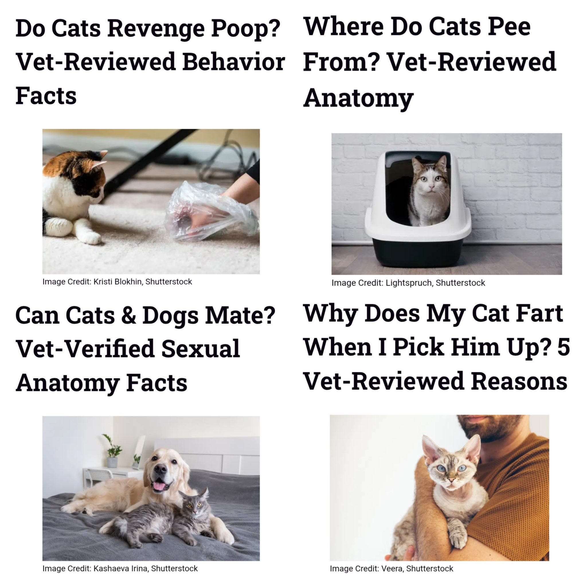 Strange Catster article collage
