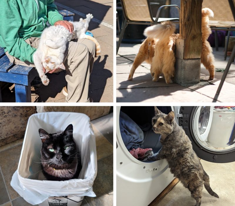 The cats at RAPS Sanctuary living extraordinary lives