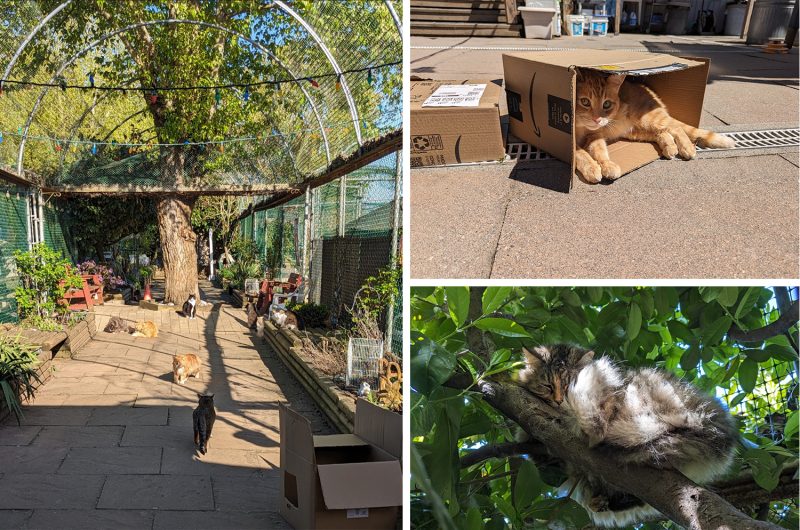 This is NOT your typical cat shelter