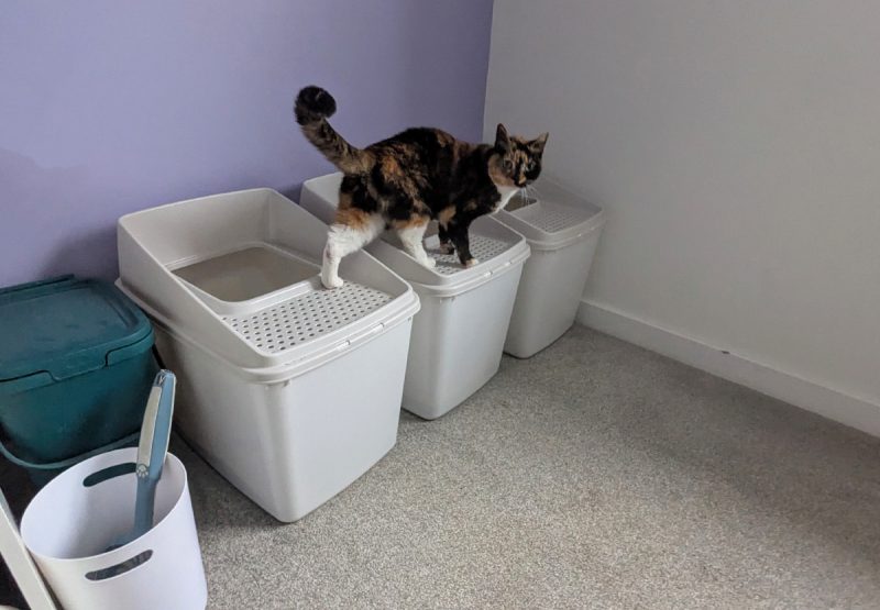 Zazzles is checking out the litter situation