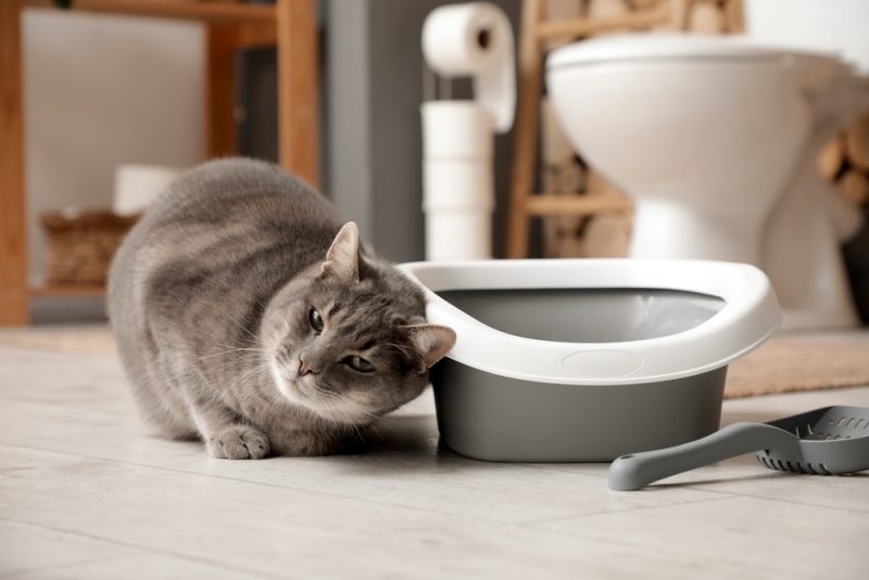 cat near litter box in restroom