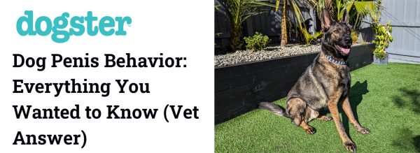 dog penis behavior
