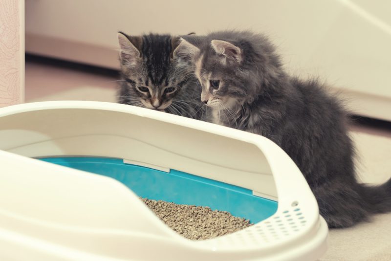 two cute kittens sitting near their litter box