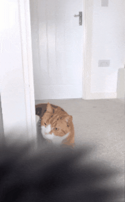 Alex cleaning himself through the door frame