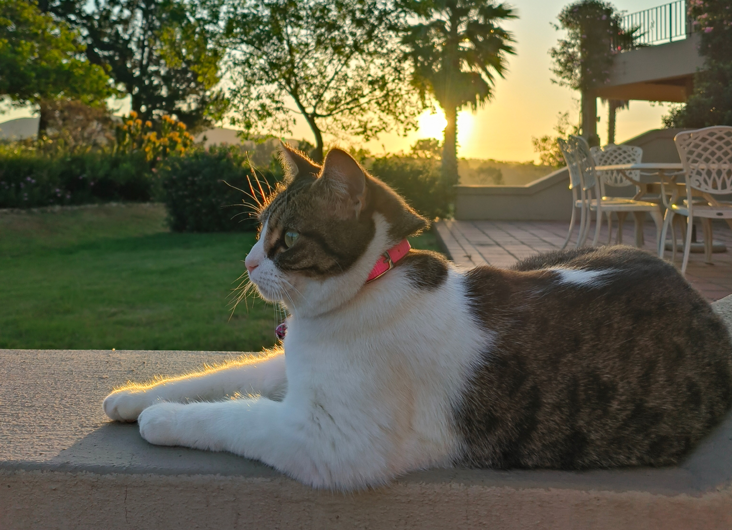 Adventures, Picnics, and a Little Bit of Kitty Chaos: Milly Unleashed (Part Two)