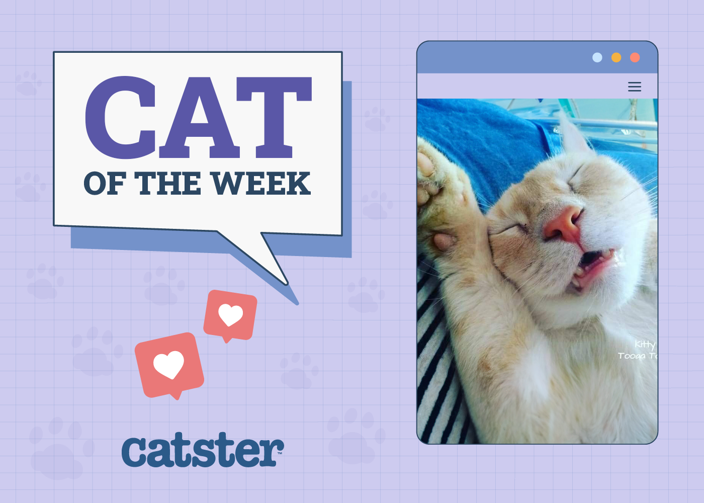 Catster Photo Contest: Cats of the Week Winners (May 22, 2025)