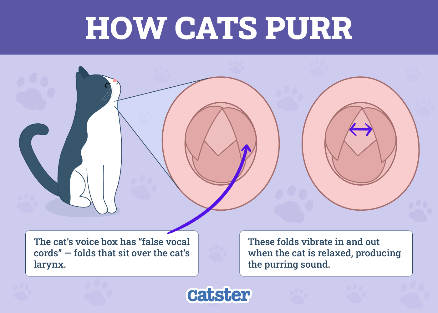 how do cats purr infographic
