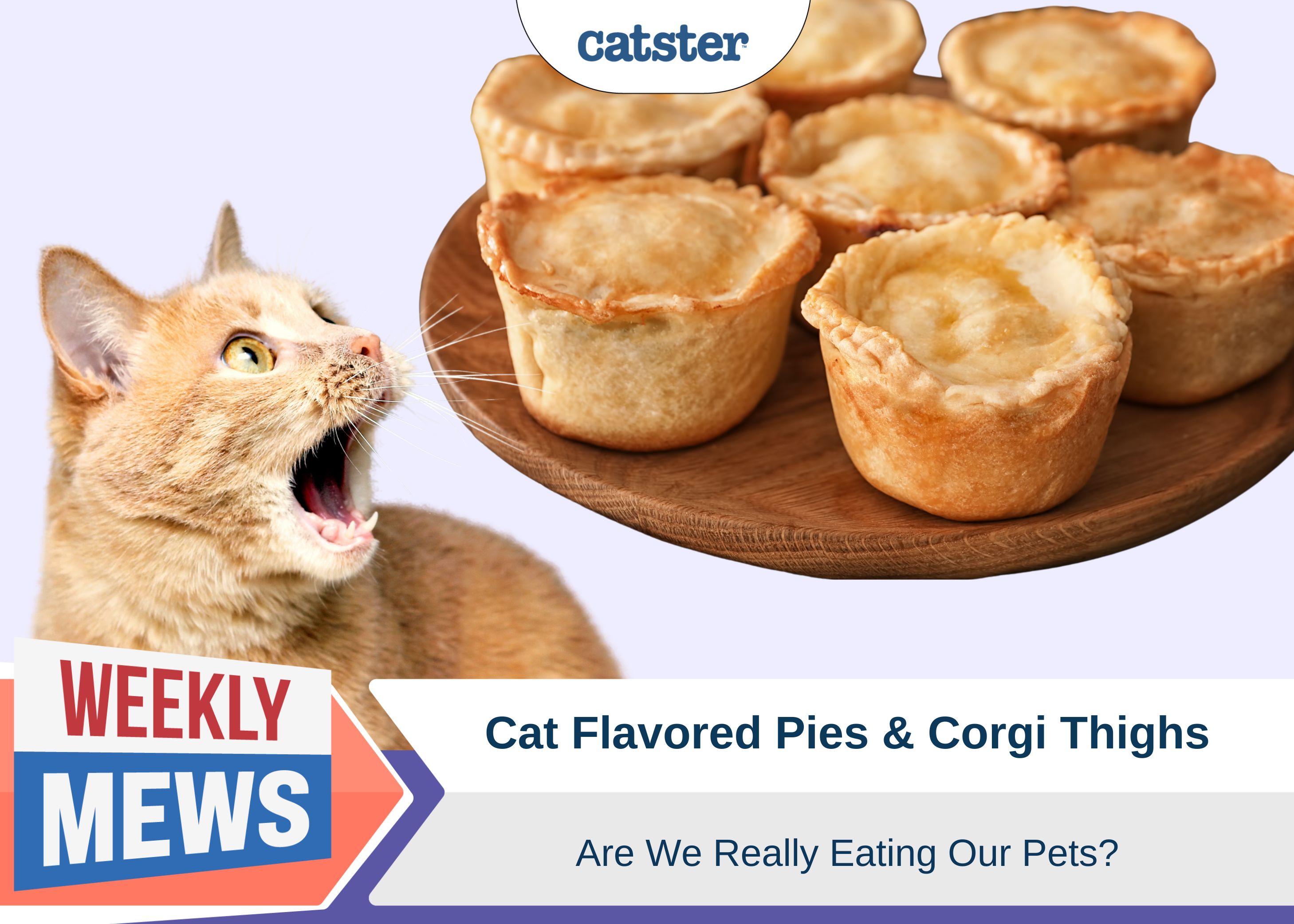 Cat Flavored Pies and Corgi Thighs – Are We Really Eating Our Pets?
