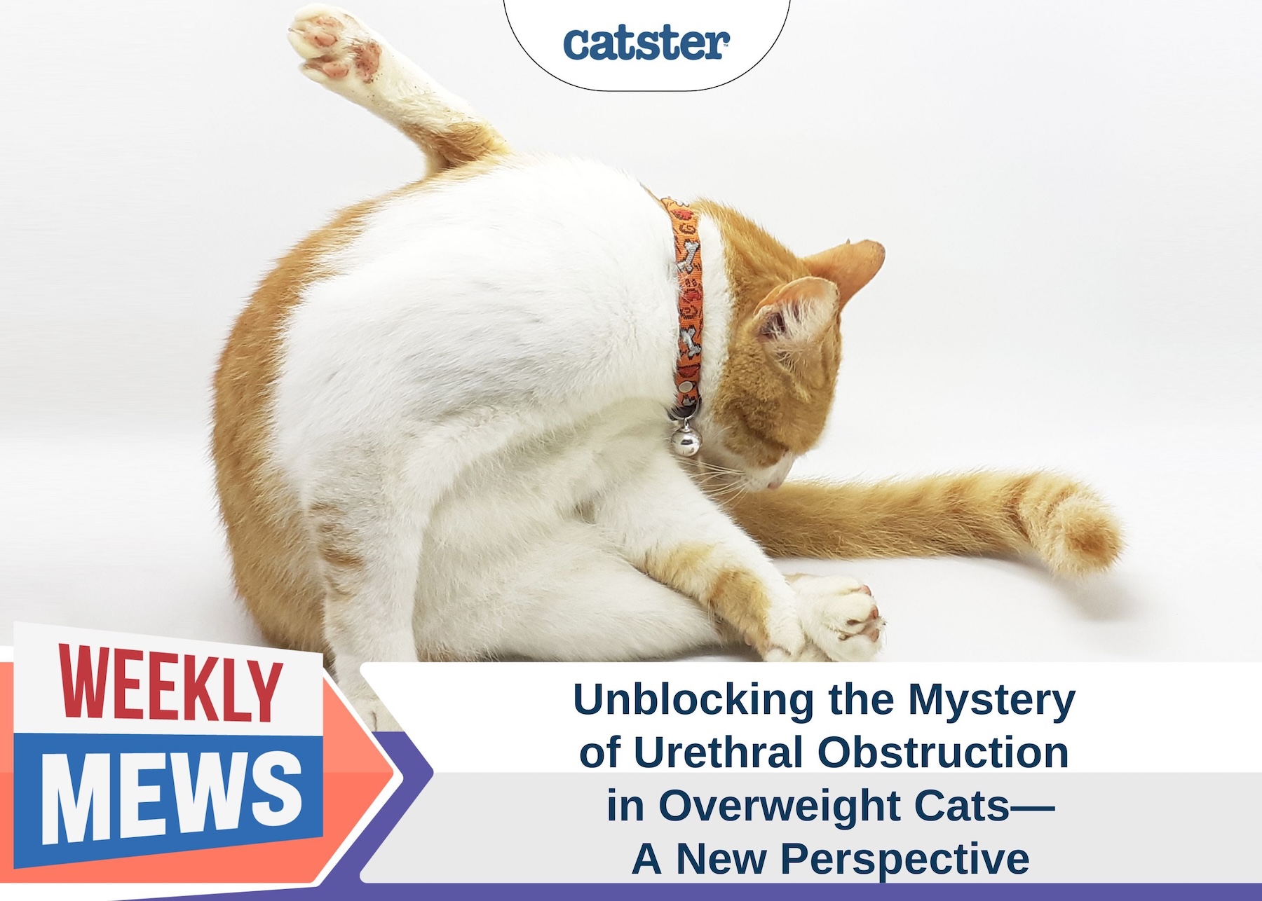 Unblocking the Mystery of Urethral Obstruction in Overweight Cats – A New Perspective