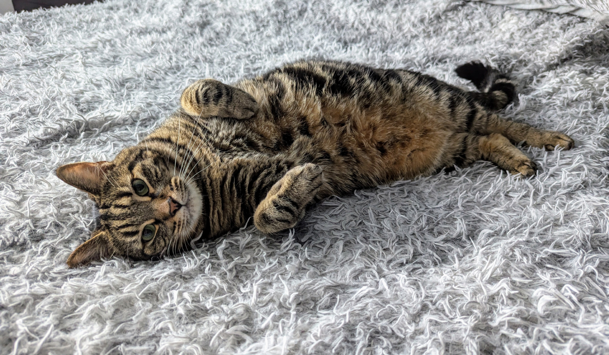 Cyril's Purring Repertoire: 6 Different Purrs & Their Meanings