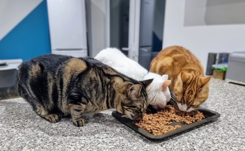 Food is an easy path to purring