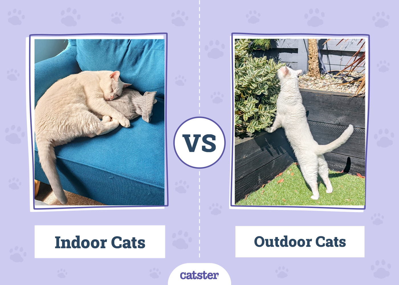 Indoor vs Outdoor Cats: Which Is Better? Dr Karyn's Opinion