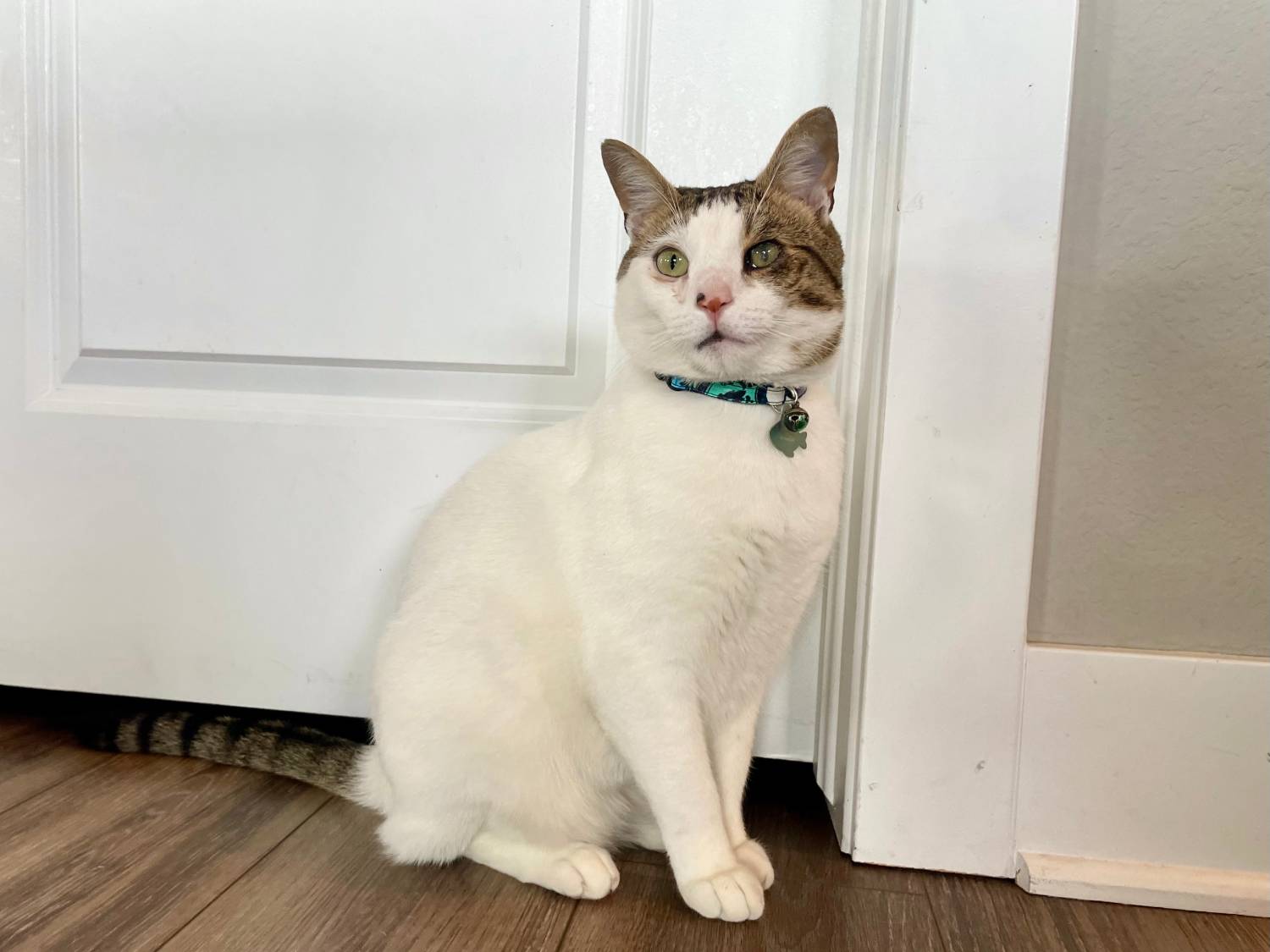 Mimi Green Laminated Cotton Cat Collar - cat wearing collar