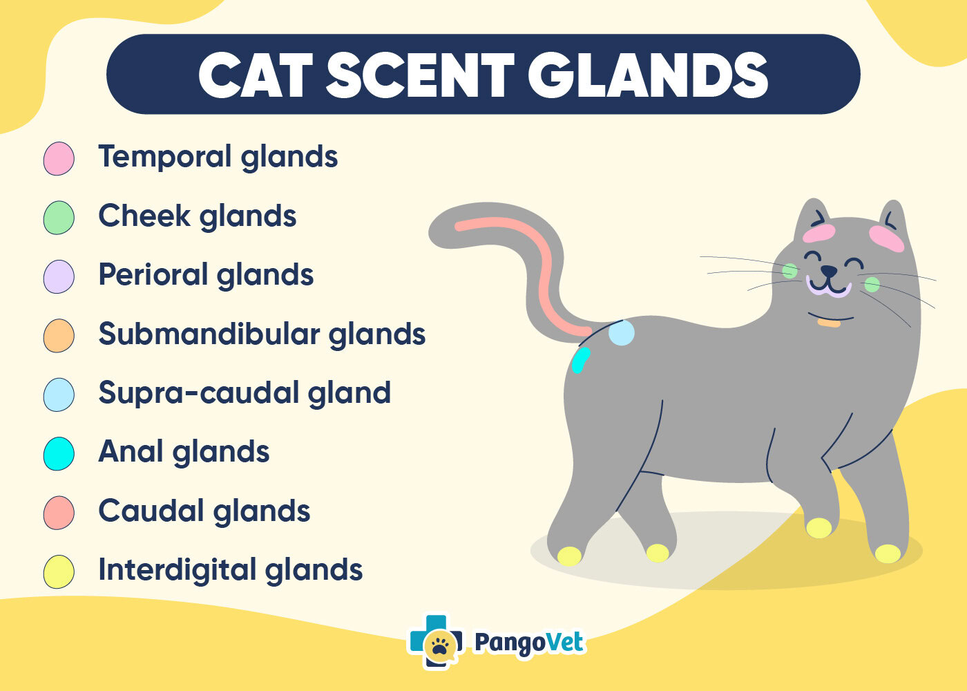 Cat Scent Glands Infographic
