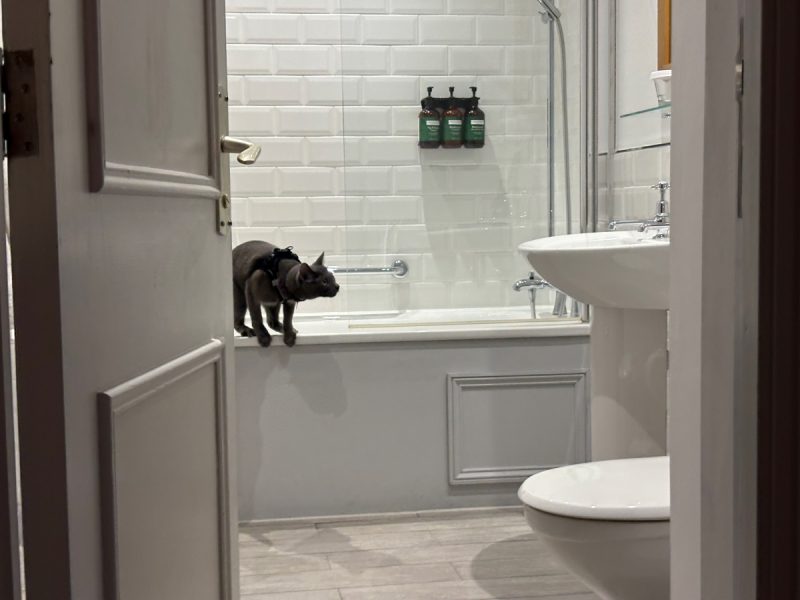 Raphael exploring the bathroom
