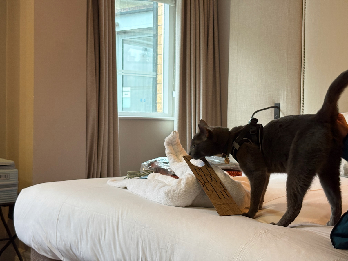 Bringing My Cat on a Romantic Weekend Away: Raphael Goes to York