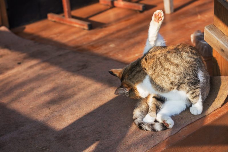a cat licking itself between the legs