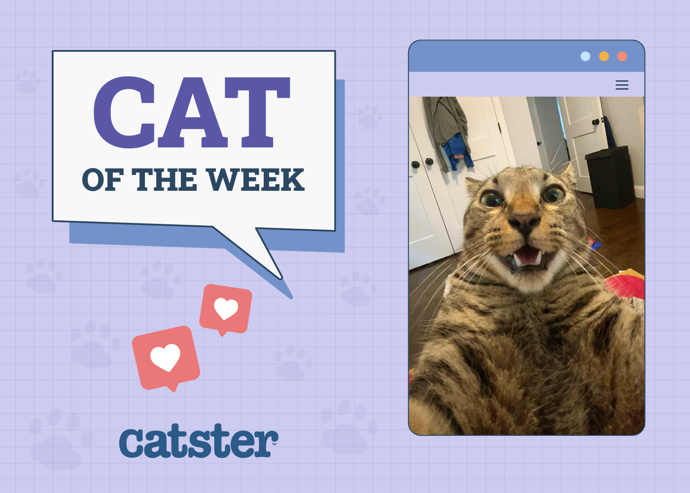 Catster Photo Contest: Cats of the Week Winners (June 12, 2025)