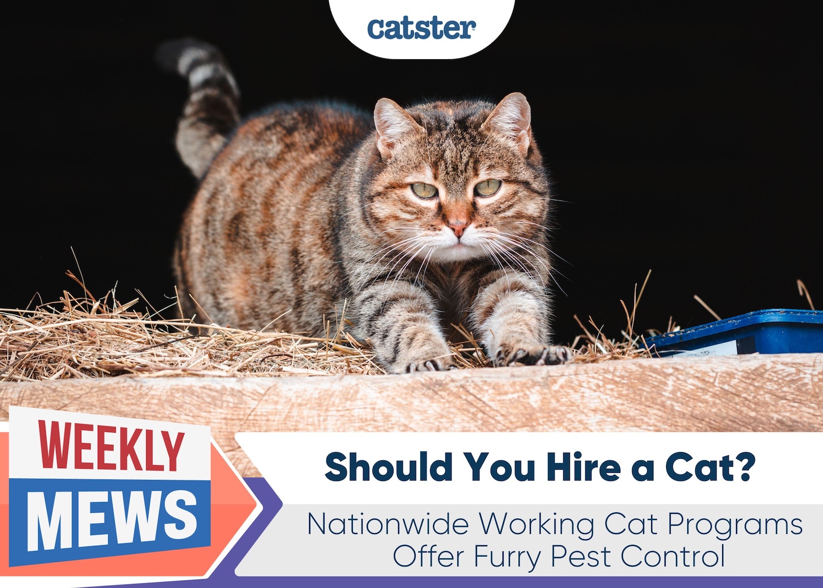 Should You Hire a Cat? Nationwide Working Cat Programs Offer Furry Pest Control