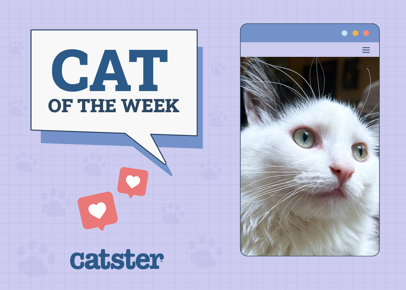 Catster Photo Contest: Cats of the Week Winners (June 5, 2025)