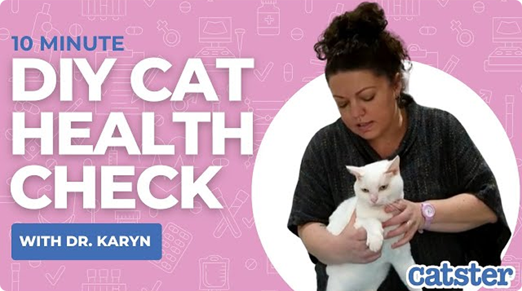 10 Minute DIY Cat Health Check with Dr. Karyn