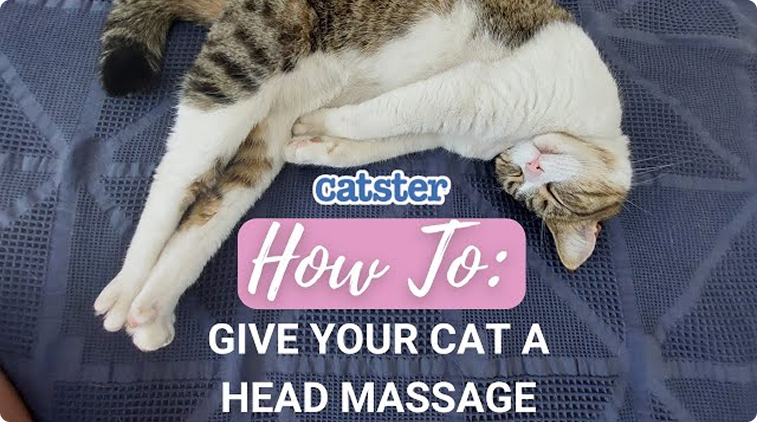 How To Give Your Cat A Head Massage